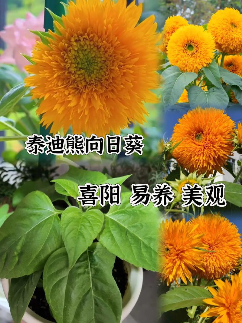 太阳花种子什么时候播种最好?一份种植时间与养护全攻略 常见问题(FAQ)