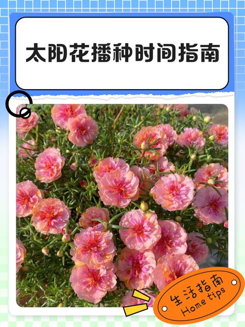 太阳花种子什么时候播种最好?一份种植时间与养护全攻略 总结:3个核心可执行动作