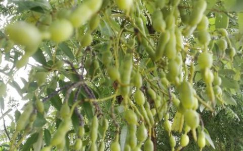 槐树豆有什么作用？食用、药用与安全性科普