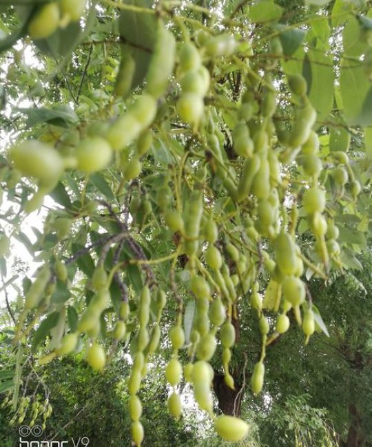 槐树豆有什么作用？食用、药用与安全性科普