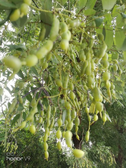 槐树豆是什么？