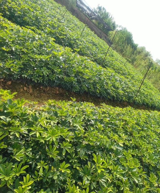 红叶石楠苗哪里批发？先按可核验标准筛渠道