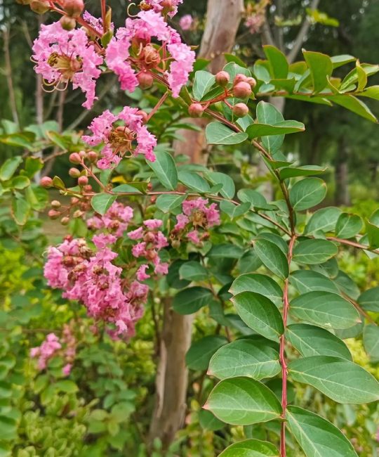 紫薇是常绿还是落叶？花期、修剪与种植全指南