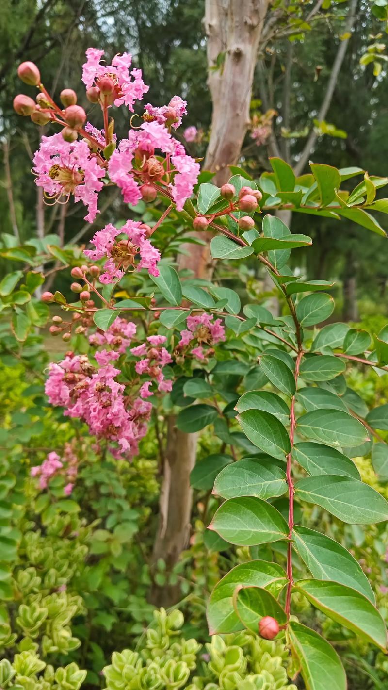 紫薇是常绿还是落叶？花期、修剪与种植全指南