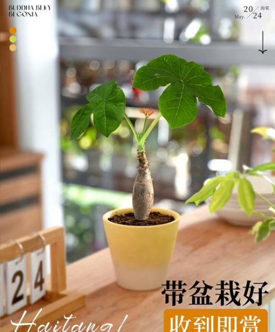 佛肚海棠适合家里种吗？室内养护全攻略与避坑指南