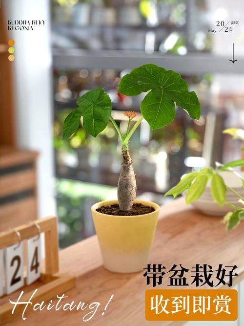 佛肚海棠适合家里种吗?室内养护全攻略与避坑指南 佛肚海棠适合家里种吗?室内养护全攻略与避坑指南