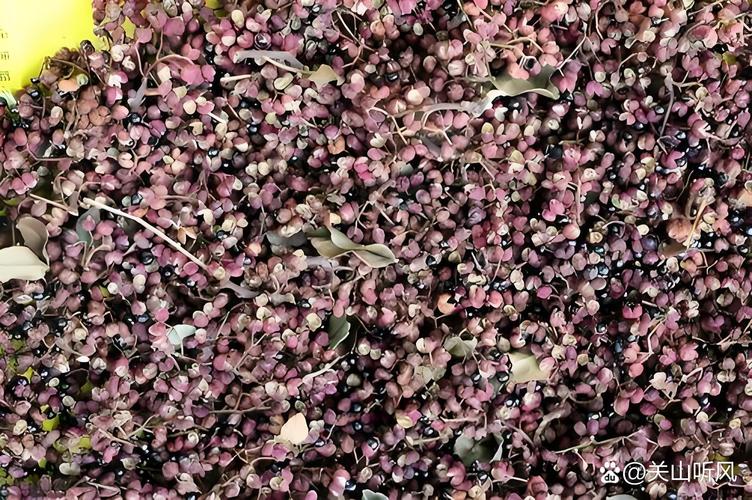 花椒籽有助于睡眠吗?园艺视角下的安眠新探索 花椒籽的传统价值与现代认识