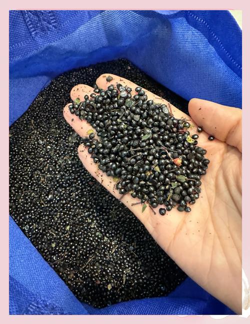 花椒籽有助于睡眠吗?园艺视角下的安眠新探索 园艺视角:自己种一棵助眠植物