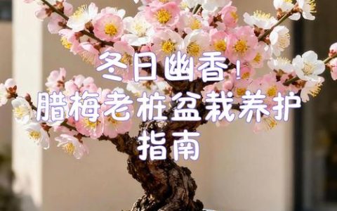 家里可以种植腊梅吗？地栽与盆栽的实用指南
