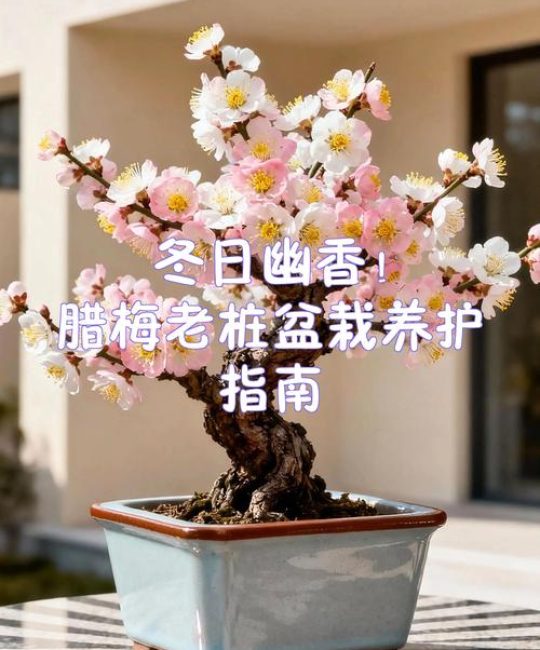 家里可以种植腊梅吗？地栽与盆栽的实用指南