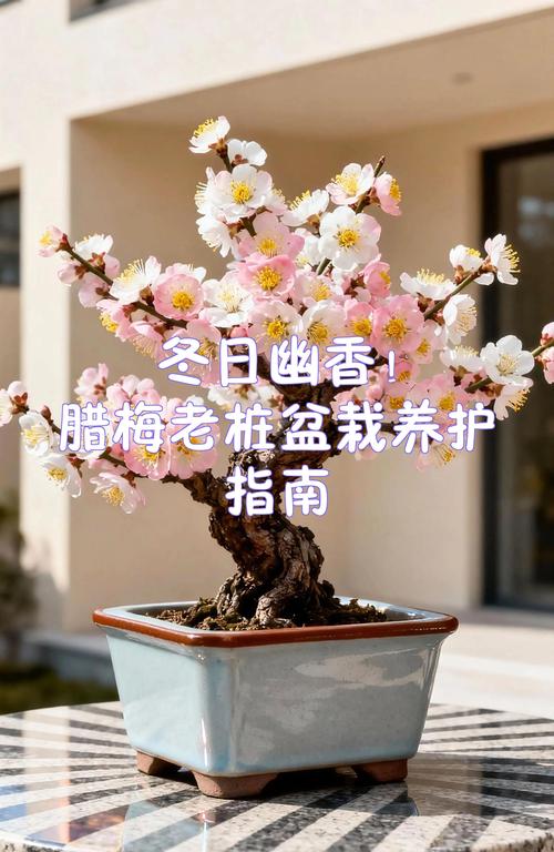 家里可以种植腊梅吗?地栽与盆栽的实用指南 一、庭院地栽:注意位置与根系安全