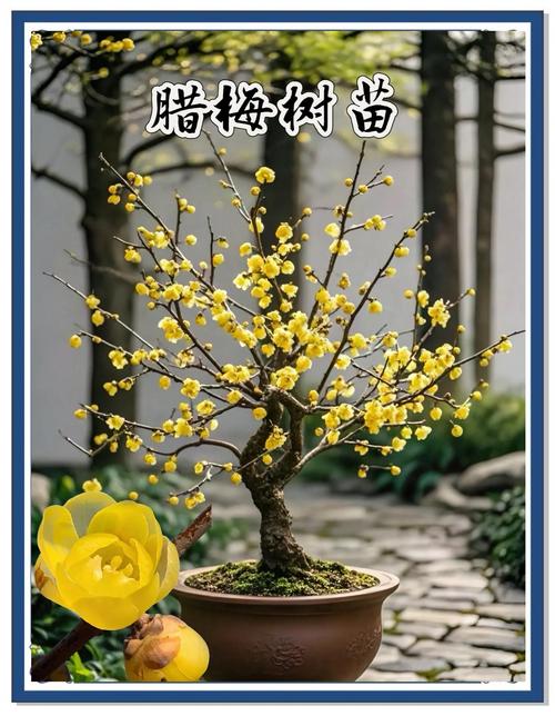 家里可以种植腊梅吗?地栽与盆栽的实用指南 结语