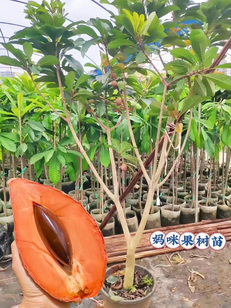 果树苗在哪个网站买好:2026年果树果苗选购与种植全攻略 六、苗木采购质量判断:一看嫁接口、二看根系、三看苗龄