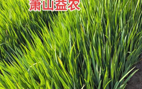 黄菖蒲种子多少钱一斤？2025年最新价格区间与选购指南