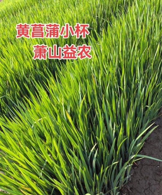 黄菖蒲种子多少钱一斤？2025年最新价格区间与选购指南