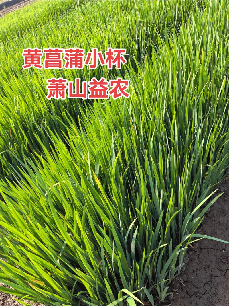 黄菖蒲种子价格快速参考