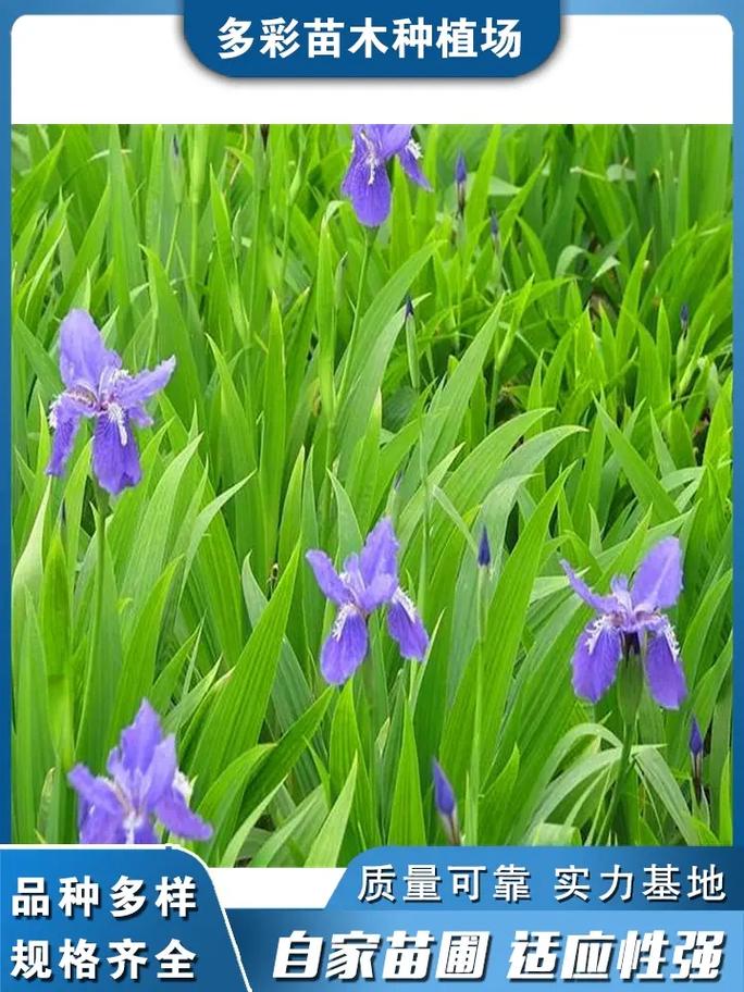 黄菖蒲种植小贴士