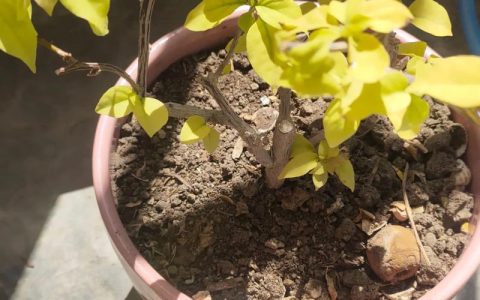三角梅不开花的原因及促花养护全攻略