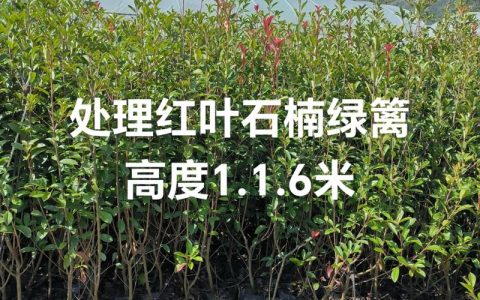 红叶树可以嫁接什么树？——品种差异化砧木选择与嫁接技术全解析