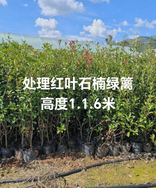 红叶树可以嫁接什么树？——品种差异化砧木选择与嫁接技术全解析