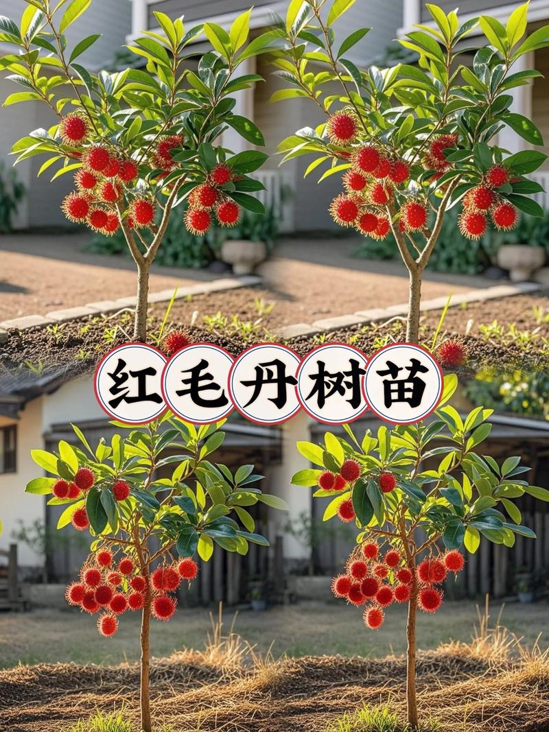 3. 红枫（日本红枫/鸡爪槭变种）→ 砧木：青枫（鸡爪槭实生苗）