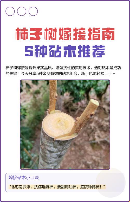 4. 美国红枫 → 砧木：元宝枫或本地红枫实生苗