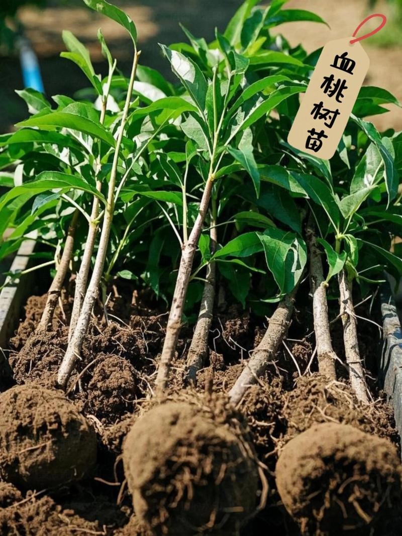 运输成本：裸根苗运费低，杯苗运费高，物流占比10%-30%