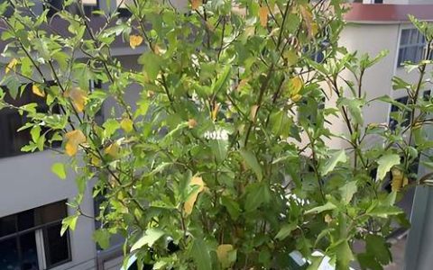 木槿花叶子发黄怎么回事？4大原因排查与急救方案