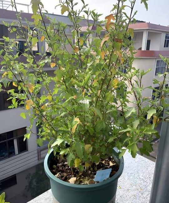 木槿花叶子发黄怎么回事？4大原因排查与急救方案