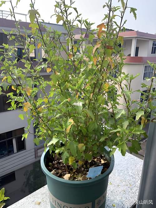 木槿花叶子发黄怎么回事？4大原因排查与急救方案