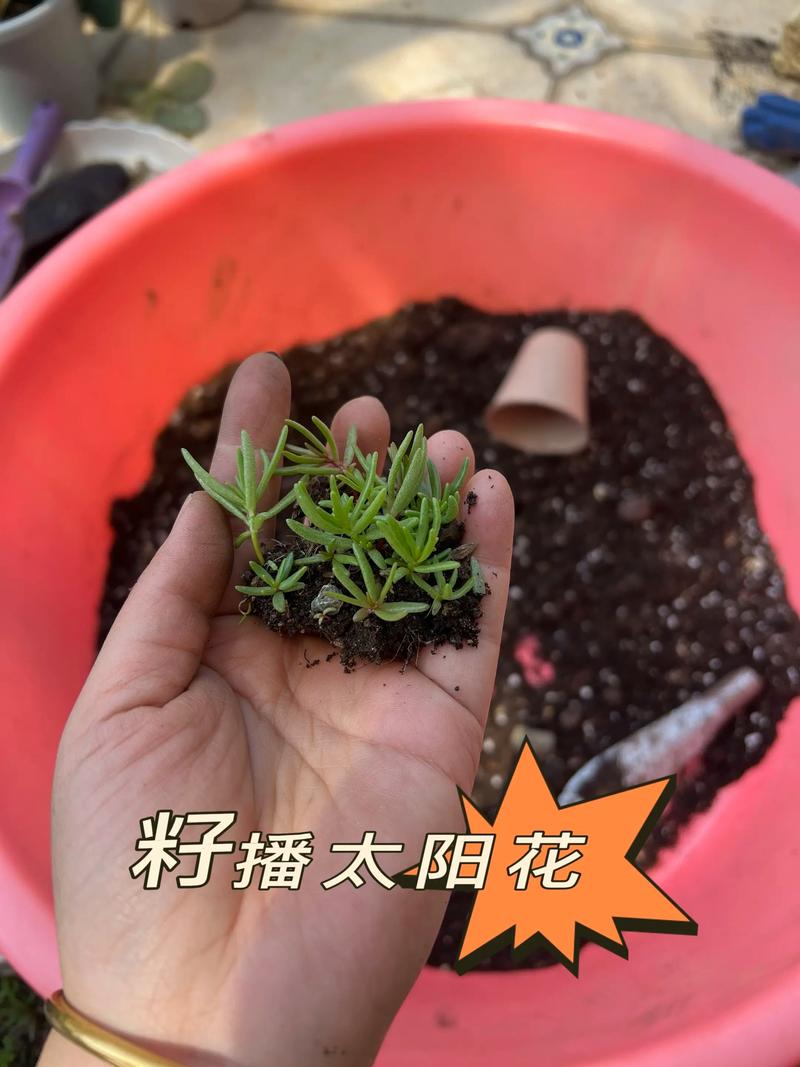 复瓣太阳花有种子吗?复瓣太阳花播种与扦插繁殖全攻略 适合盆栽还是地栽?3个判断依据