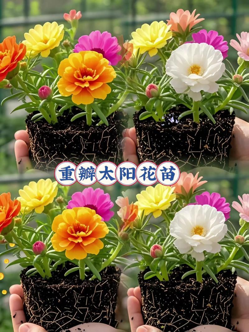 复瓣太阳花有种子吗?复瓣太阳花播种与扦插繁殖全攻略 总结