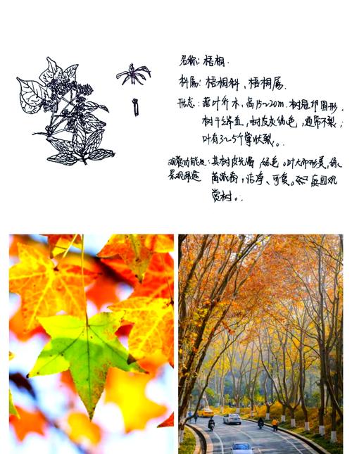 梧桐树是四季常青吗?落叶习性、耐寒分区与南北种植全解析 光照与水分需求分级