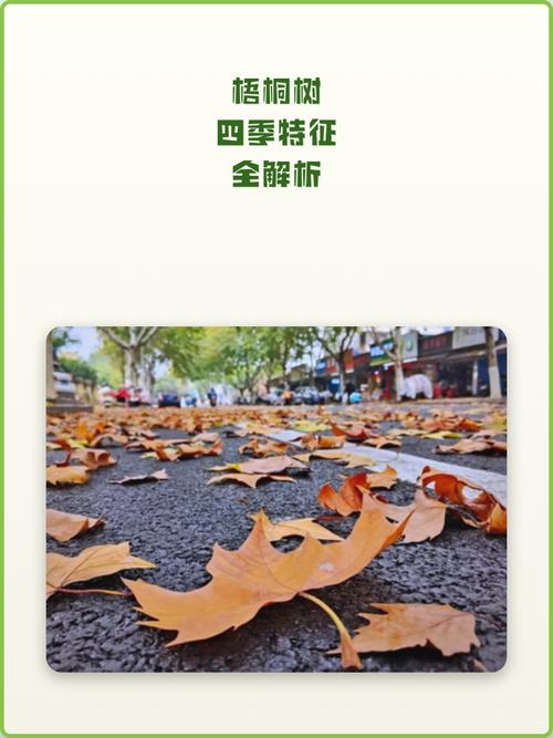 梧桐树是四季常青吗?落叶习性、耐寒分区与南北种植全解析 土壤适应诊断与改良方案