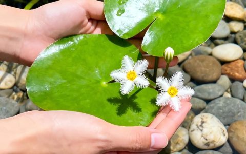 水养睡莲的正确方法：从种植到越冬的全程养护指南