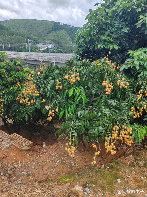 黄皮果树施肥全攻略:不同生长阶段施什么肥,产量翻倍的秘密 黄皮果树施肥全攻略:不同生长阶段施什么肥,产量翻倍的秘密