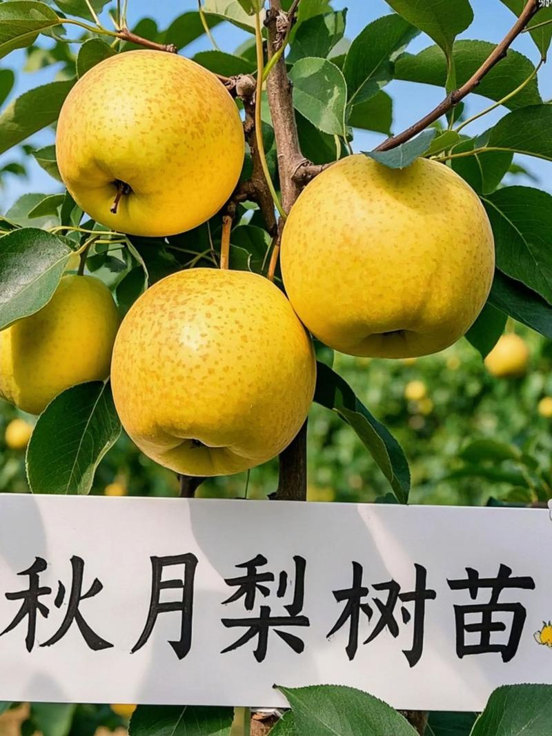 梨树施肥最关键:秋施有机肥为基础,生长期三次追肥按NPK 1:0.5:1调配 经济价值:盛果期亩产5000-8000斤,亩收益1-3万元(2026年参考)