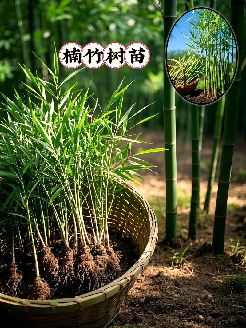 竹子苗培育全攻略:分株与埋鞭技术详解(家庭苗圃适用) 竹子苗培育全攻略:分株与埋鞭技术详解(家庭苗圃适用)
