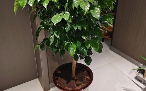 客厅养花指南：这三种植物好养又好看，附科学养护方案