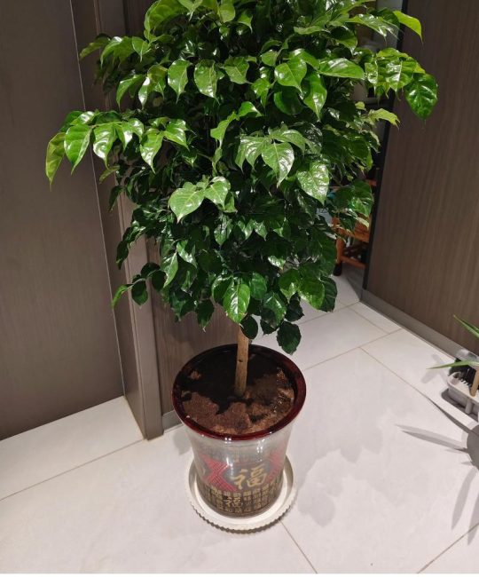 客厅养花指南：这三种植物好养又好看，附科学养护方案