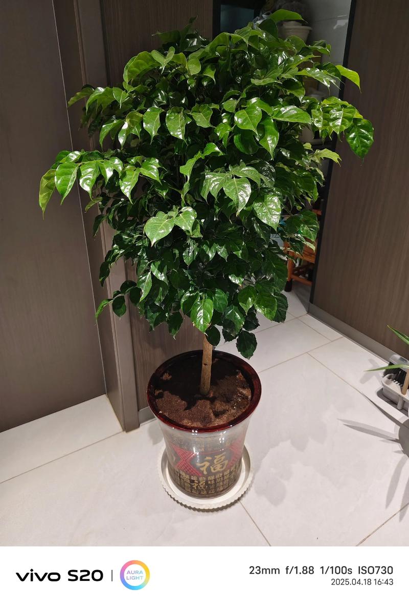 客厅养花指南:这三种植物好养又好看,附科学养护方案 客厅养花指南:这三种植物好养又好看,附科学养护方案