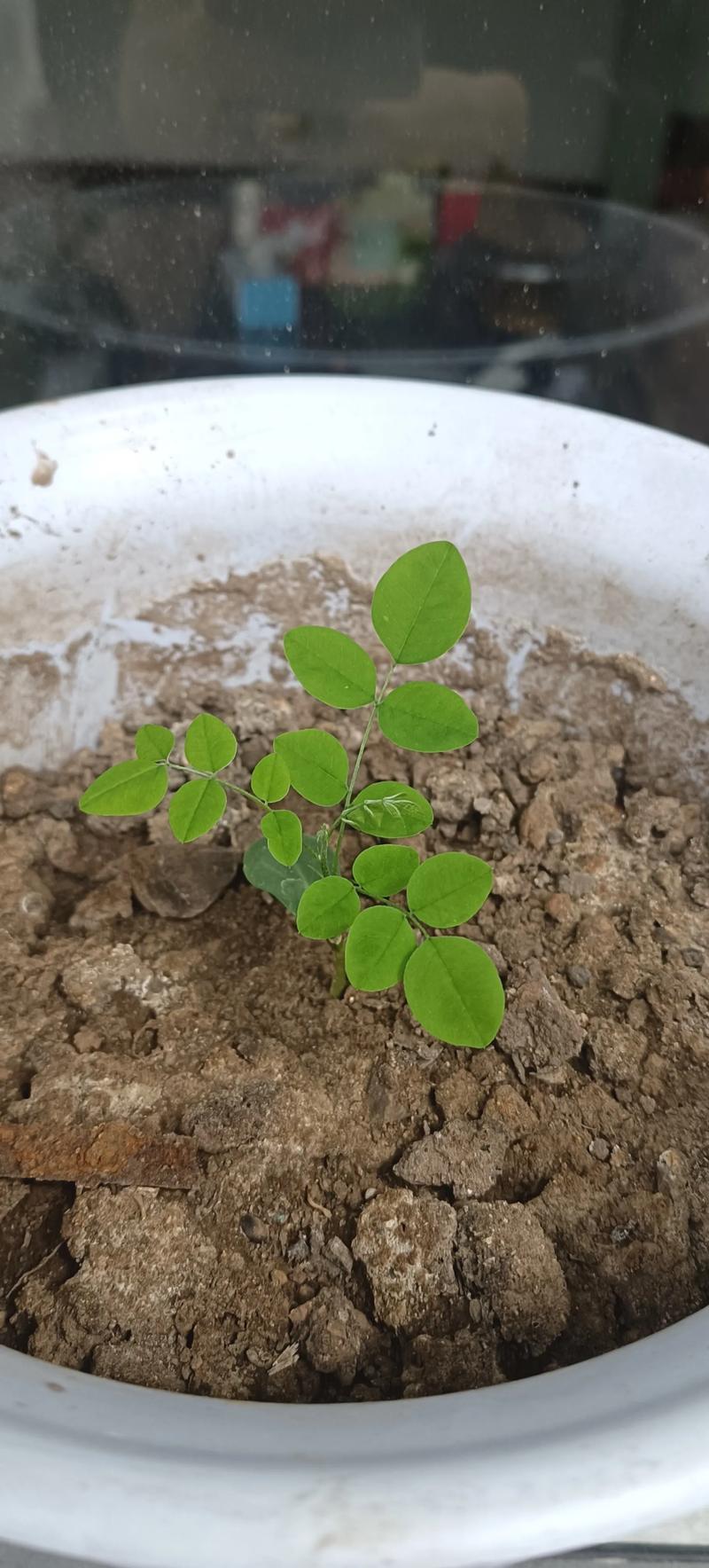 槐树种子销售策略:从树形优势到订单培育,打通苗木变现全链路 槐树树形与遮荫能力:卖点拆解