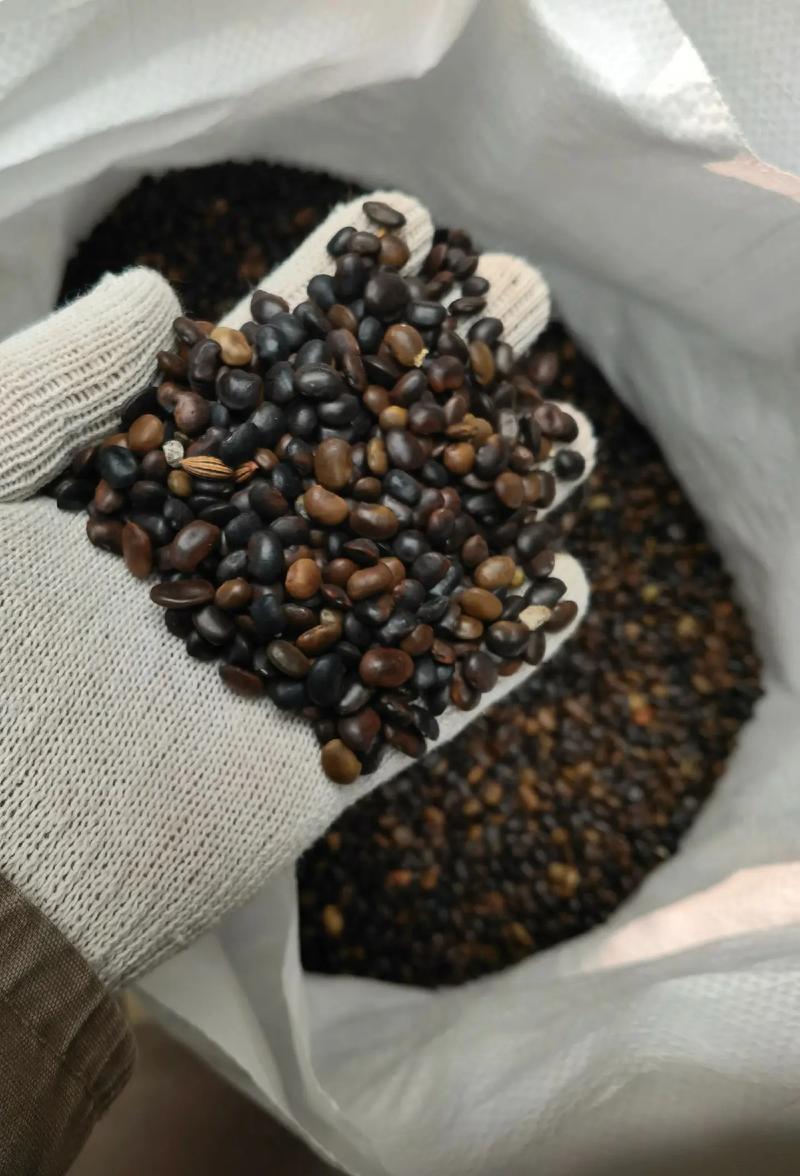 槐树种子销售策略:从树形优势到订单培育,打通苗木变现全链路 FAQ