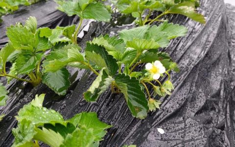 草莓开花要施肥吗？花期这样做更稳