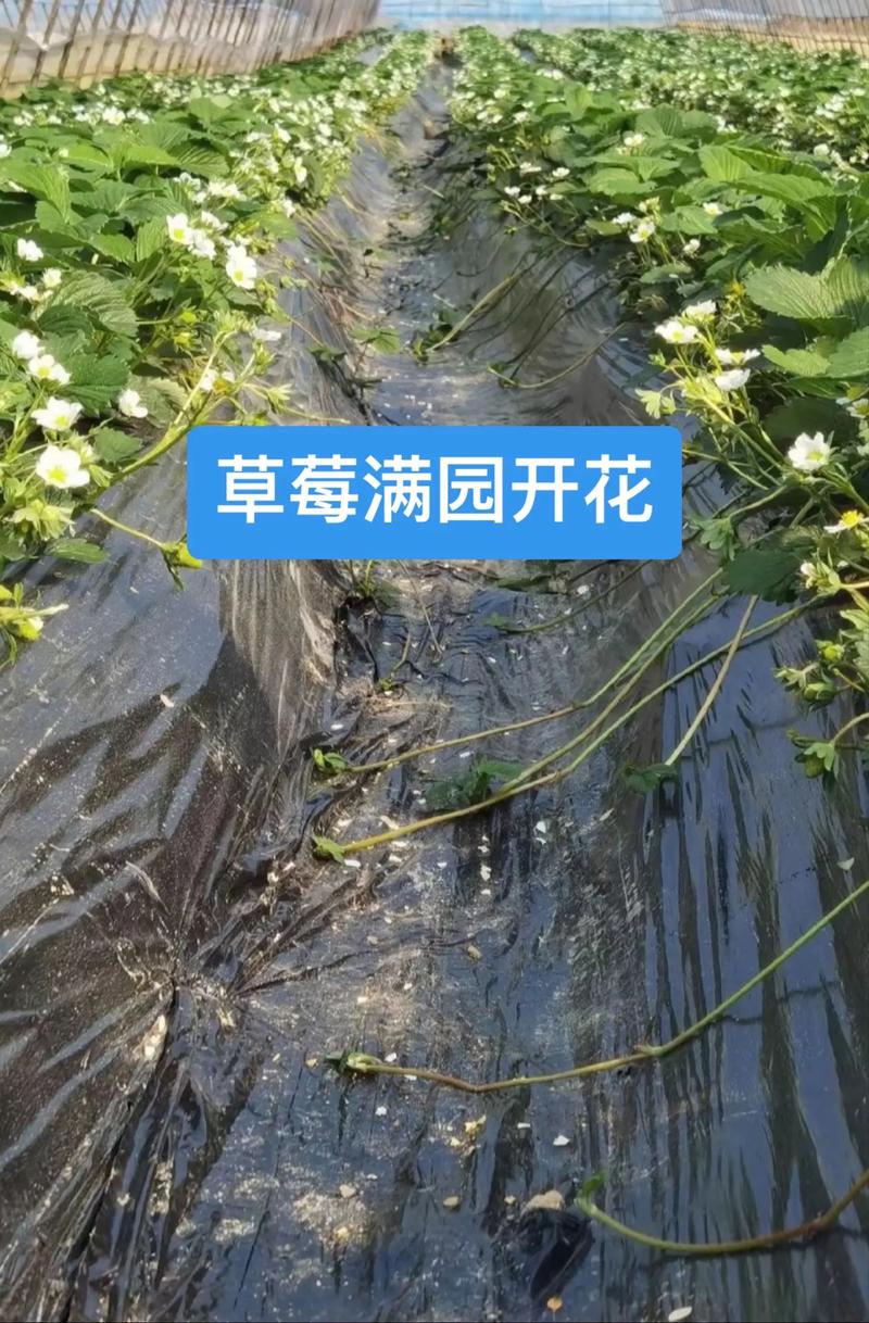 草莓开花要施肥吗?花期这样做更稳 三、光照:开花期尽量给足直射光