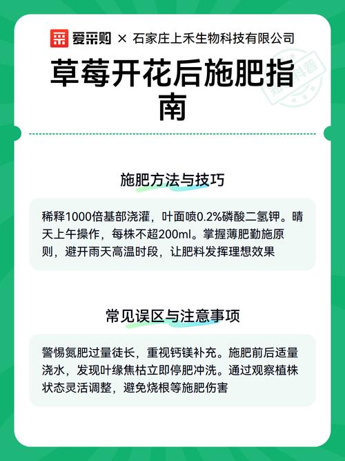 草莓开花要施肥吗?花期这样做更稳 五、越冬越夏:温度稳定,比猛施肥更重要
