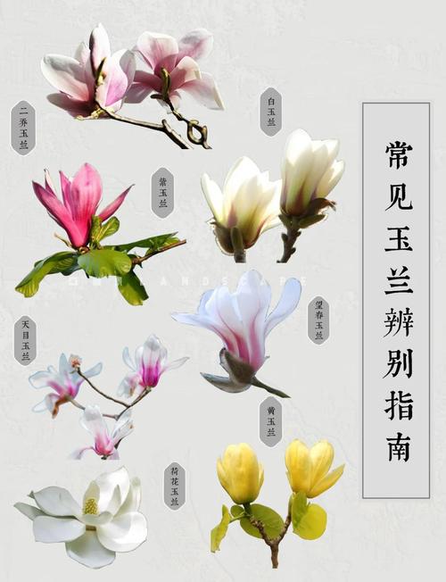 玉兰树四季常青吗?揭秘落叶与常绿品种的真相及地域化种植指南 光照与水分管理:分缓苗期与养护期