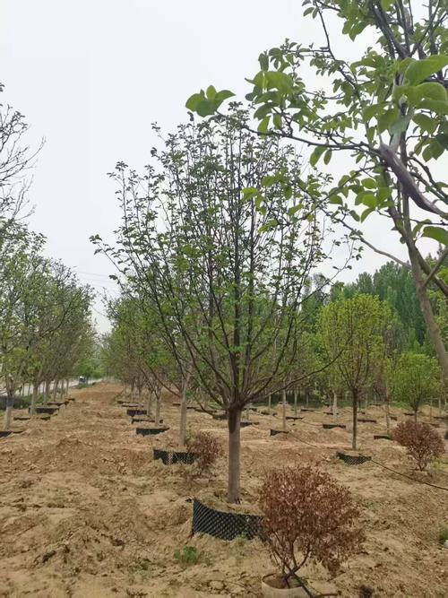 玉兰树四季常青吗?揭秘落叶与常绿品种的真相及地域化种植指南 土壤与栽植要求:pH、排水性与改良方案