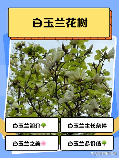 玉兰树四季常青吗?揭秘落叶与常绿品种的真相及地域化种植指南 总结