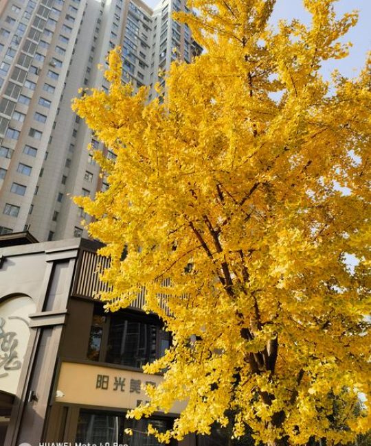 门前有银杏树好吗？庭院种植银杏树的优缺点与安全距离指南